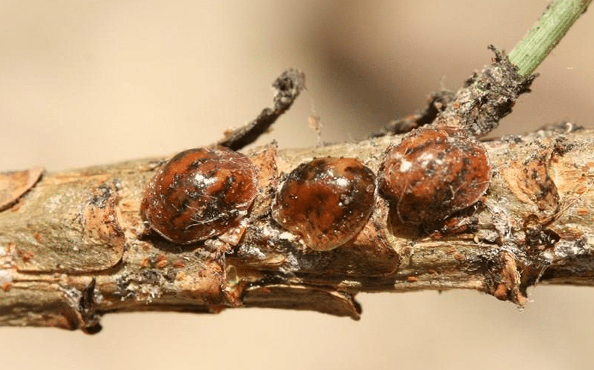 Toumeyella Parvicornis